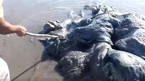 Mysterious 13ft Sea Creature Washes Up On Mexican Beach The Daily Star
