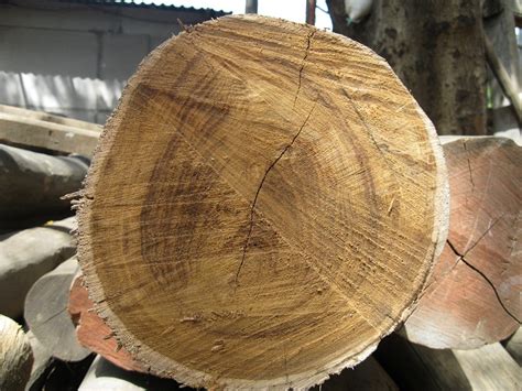 1st Grade Indian Teak Wood At Rs 4500cubic Feet Teak Wood In Surat