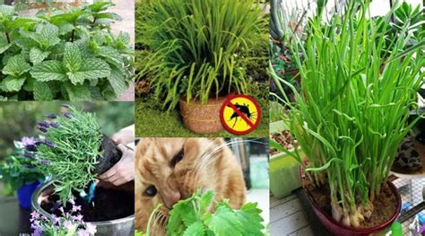 10 Of The Best Plants That Repel Mosquitoes