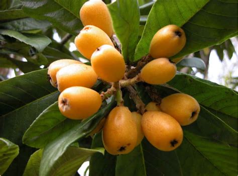 Loquat Japanese Plum Tree Tere Fruit