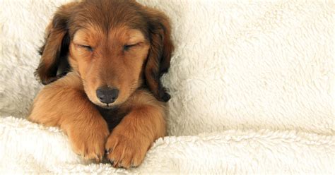 15 Animals Celebrate National Napping Day The Best Way They Know How