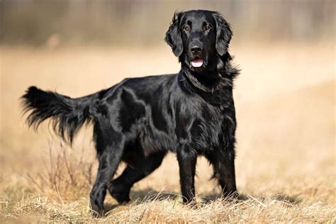 Flat Coated Retriever Dog Breed Information And Characteristics Daily