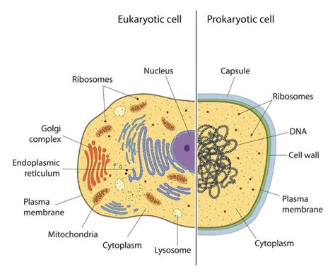 Structures That Distinguish Eukaryotic Cells