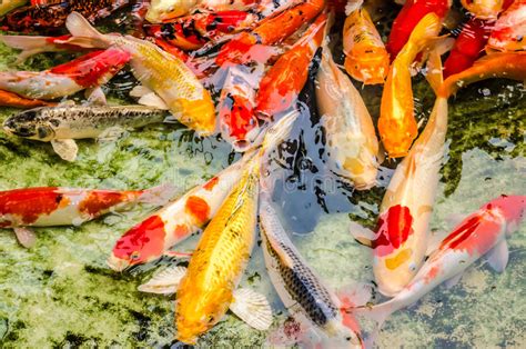 Colorful Koi Fishes Stock Photo Image Of Background 43500302