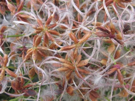 Check spelling or type a new query. Invasive Plant Factsheet: Sweet Autumn Clematis (Clematis ...
