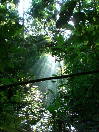 Rainforest canopy research is still a relatively new science, considering there is a lot we still don't know fallen tree on the forest floor. Animals Plants Rainforest: Ecological Canopy Layer Rainforest