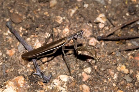 Praying Mantis Habitat Exploring Where These Insects Dwell Animal Sake