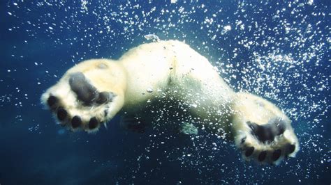 Wallpaper 1920x1080 Px Animals Bears Bubbles Polar Swimming