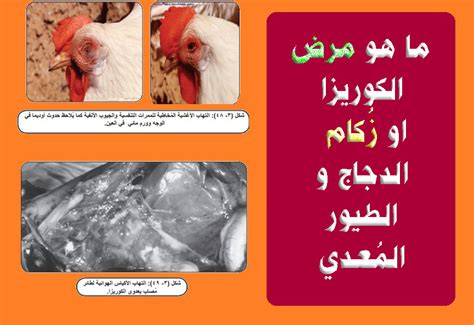 بفعاليته القوية في علاج نزلات البرد، فضلاً عن استطبابات أخرى، كالصداع، والروماتيزم، ويفضل استهلاك الزنجبيل الطازج، وليس المجفف. ما هو مرض الكوريزا او زُكام الدجاج و الطيور المُعدي