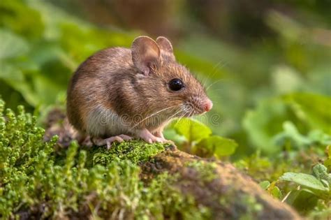 Cute Wood Mouse In Natural Habitat Animals Cute Animal Pictures