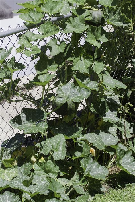 But it can also sprawl on the ground. 20 JAPANESE GREEN PUMPKIN SEEDS - Kabocha - Open ...