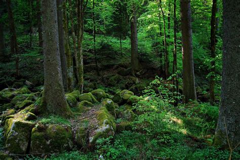Ecotourism Germany The Black Forest Goes Green Eluxe Magazine