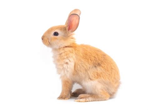 Side View Of Red Brown Cute Rabbit Isolated On White Background Photo