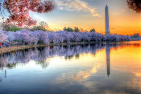 Cherry Blossoms And Tidal Basin At Dawn Smithsonian Photo Contest