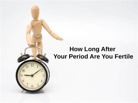 How Long After Your Period Are You Fertile And Why