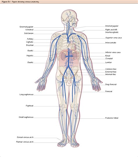 Venous Anatomy Thoracic Key