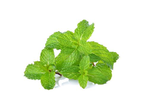 Mint Leaf Stock Image Image Of White Green Spearmint 49442815