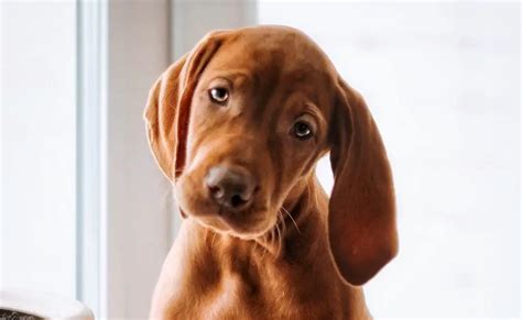 15 Informative And Interesting Facts About Vizsla Dogs Pettime