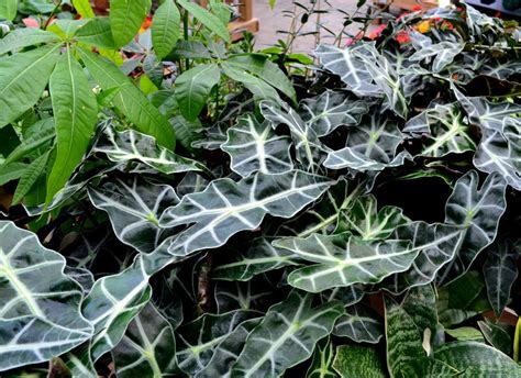 10 Best Tropical Plants For Your Patio Sheridan Nurseries Tropical