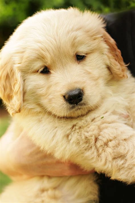 Maybe you would like to learn more about one of these? Fluffy puppy | Jessica Scheufler | Flickr