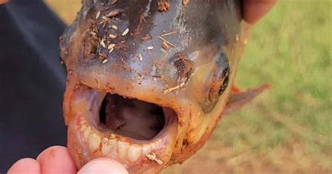 Piranha Relative Discovered In Oklahoma Pond Hunting