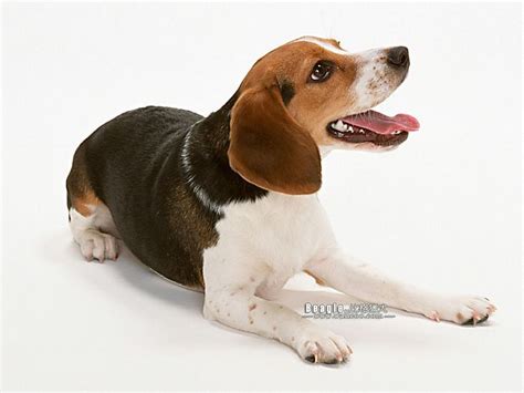 beagle dogs dogs photo  fanpop