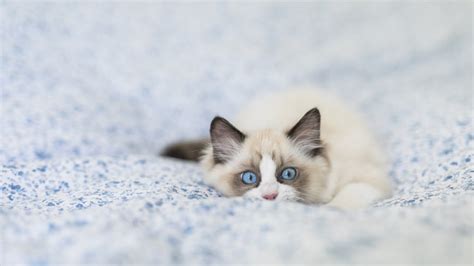 7 Facts About Ragdoll Cats Mental Floss
