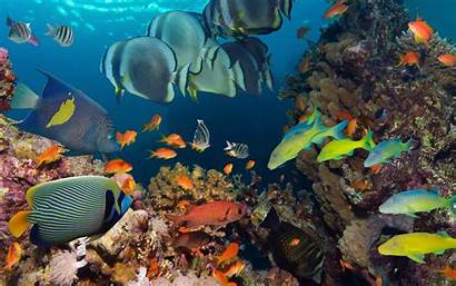 Underwater Ocean Coral Fish Reef Tropical Colorful