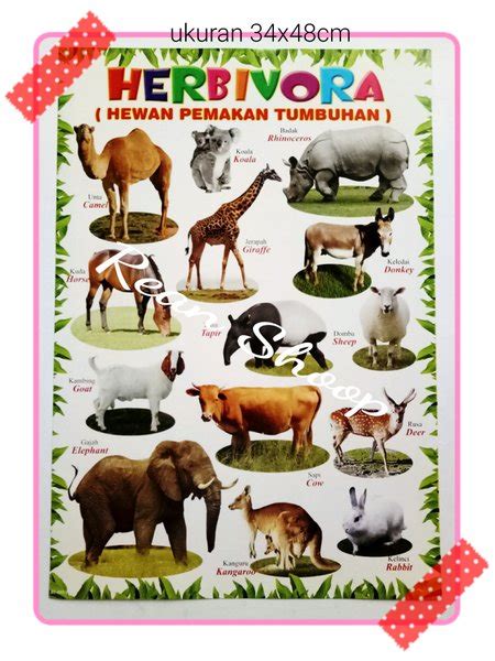 Jual Poster Edukasi Anak Belajar Binatang Buas Indonesia Shopee