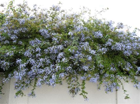 They are extremely low demanding, easy to maintain, drought. brightly coloured sunflowers: Plumbago auriculata