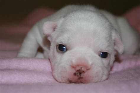 Snow White Newborn French Bulldog Puppy