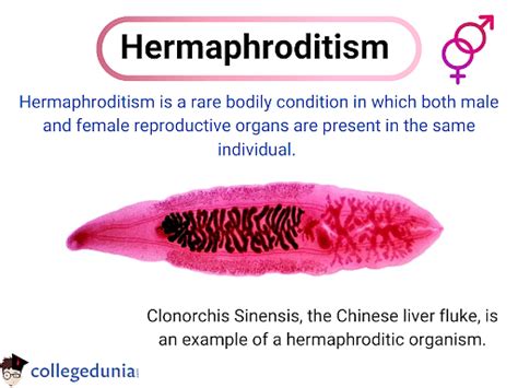 Hermaphroditism In Humans How Common