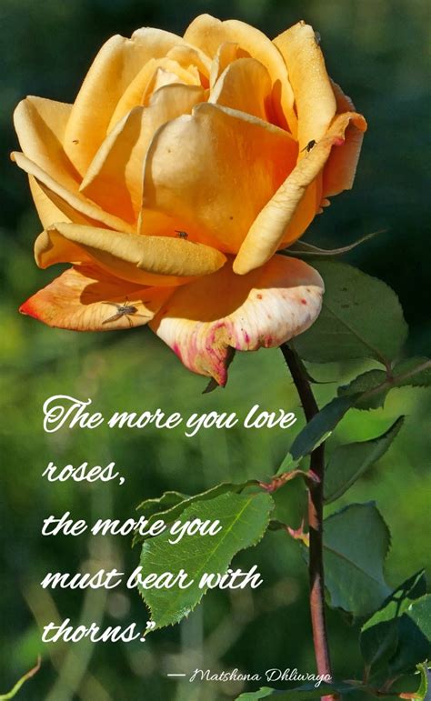Holland, o como todo el mundo la conoce, rose, tiene la mala costumbre de juzgar a las personas sin conocerlas, de tacharlas por lo que aparentan y no darce el tiempo de conocerlos. Romantic Rose Quotes - 20 Best Rose Love Quotes with Images
