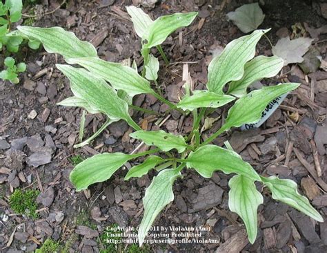 Photo Of The Entire Plant Of Hosta Outhouse Delight Posted By