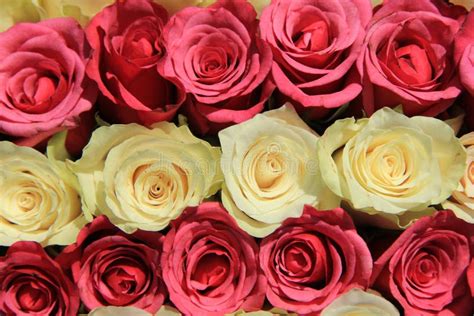 Roses In Different Shades Of Pink Bridal Arrangement Stock Photo
