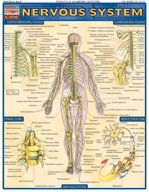 Quickstudy Nervous System Laminated Study Guide Nervous System