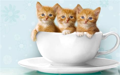 Kucing Imut - EMY & EMO
