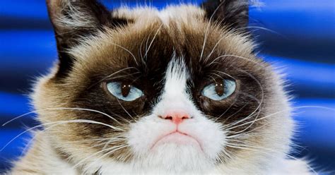 Iconic Ani Meme Grumpy Cat Passes Away At The Age Of 7