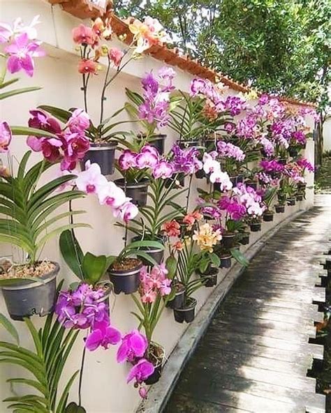 Pin On Orquídea