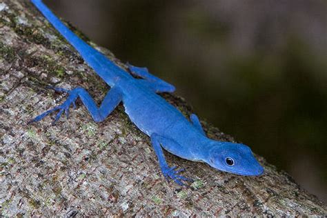 Blue Anole Facts And Pictures Reptile Fact