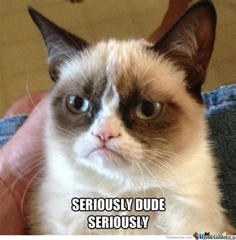 Image Result For Seriously Dude Funny Grumpy Cat Memes Grumpy Cat