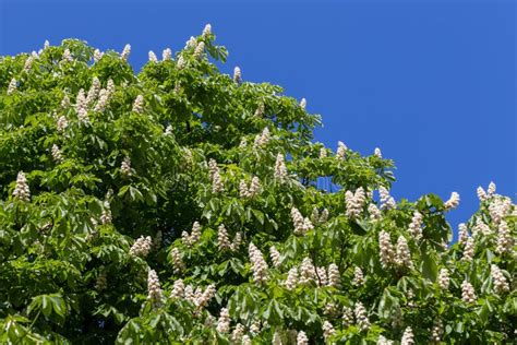 Flowering Branches Of Chestnut Tree Stock Image Image Of