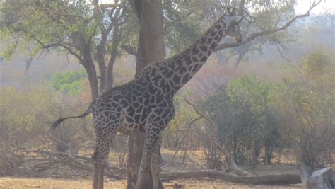 Vulnerable To Extinction What Giraffes Are Up Against