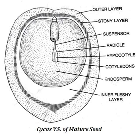 Life Cycle Of Cycas Easybiologyclass