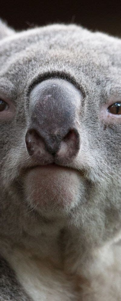 Pin By Roksana Florenc On Obsession Koala Koala Bear Animal Noses