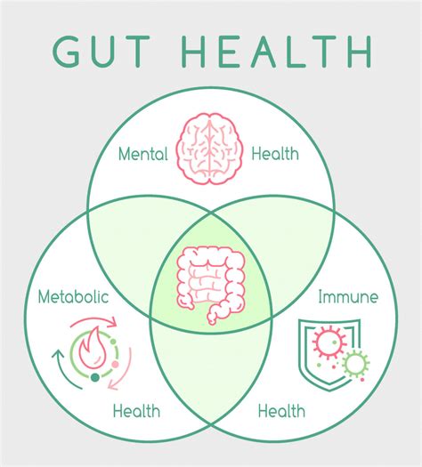 What Is Gut Health And Why Is It Important Bakers Delight