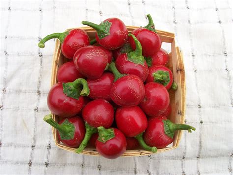 red cherry pepper ubicaciondepersonas cdmx gob mx