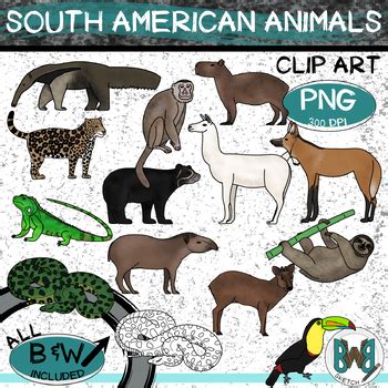 South American Animals Clip Art Wild Animals Clipart Amazon Rainforest