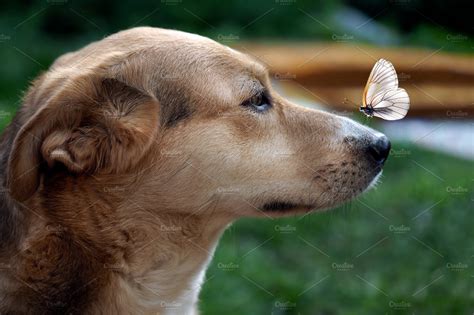 Butterfly On The Nose Of The Dog ~ Animal Photos ~ Creative Market