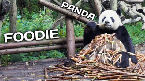 Foodie Pandas Cutest And Funniest Moments Best Video Compilation